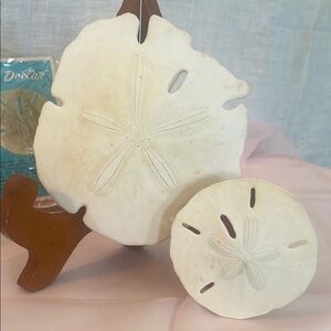Decorative Sand Dollar Set